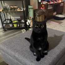 Thumbnail photo of Neeko #4