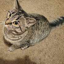 Thumbnail photo of Luna #2