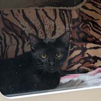 Thumbnail photo of Splotch 💎 #3