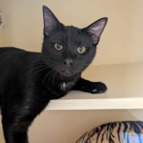 Thumbnail photo of Splotch 💎 #4