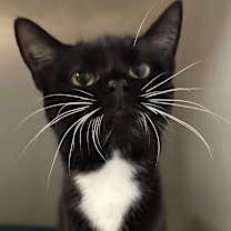 Thumbnail photo of Maxine (16680) #1