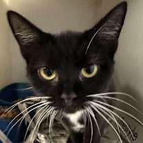 Thumbnail photo of Maxine (16680) #2