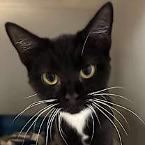 Thumbnail photo of Maxine (16680) #3