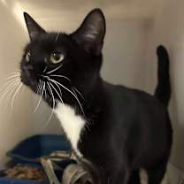 Thumbnail photo of Maxine (16680) #4