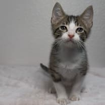 Thumbnail photo of Americano #3