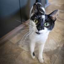 Thumbnail photo of Judge (FCID# 09/22/2025 - 68 Glen Mills PS) #1