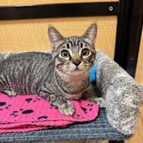 Thumbnail photo of Bean #2