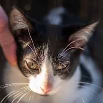 Thumbnail photo of Flower #1