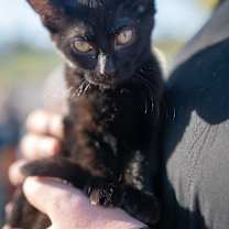 Thumbnail photo of Juniper #4