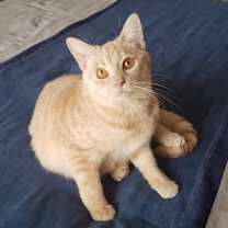 Thumbnail photo of Daughtry #1