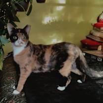 Thumbnail photo of Quartz #4