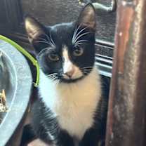 Thumbnail photo of Chess #3