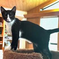 Thumbnail photo of Chess #4