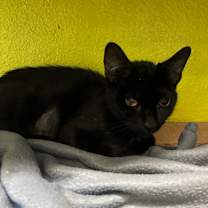 Thumbnail photo of Barbeque Squirrel #3