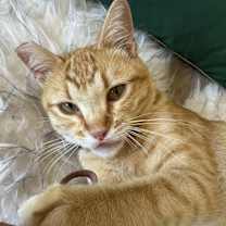 Thumbnail photo of Biscuit #1