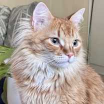 Thumbnail photo of Maurice #2