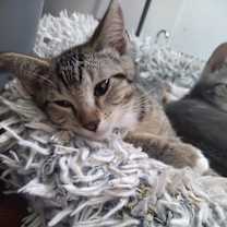 Thumbnail photo of Lennon #3