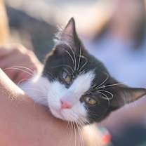 Thumbnail photo of Phoebo #1