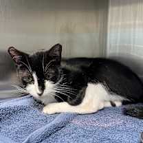 Thumbnail photo of Molly #2