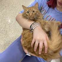 Thumbnail photo of Scarlet #2