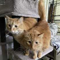 Thumbnail photo of Scarlet #3