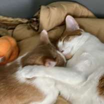 Thumbnail photo of Milo #3