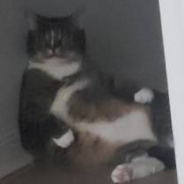 Thumbnail photo of Little Dan Dan #3