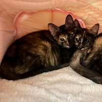 Thumbnail photo of Pitaya #2