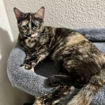 Thumbnail photo of Pitaya #3