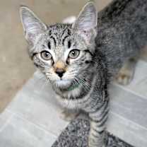 Thumbnail photo of Kittens #1