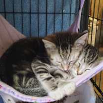 Thumbnail photo of Kittens #4