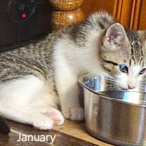 Thumbnail photo of February #4