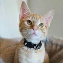 Thumbnail photo of Princess Zelda #1