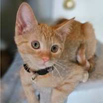 Thumbnail photo of Princess Merida #1