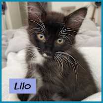 Thumbnail photo of Lilo #1