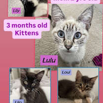 Thumbnail photo of Lilo #2