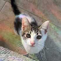 Thumbnail photo of Phernia #2