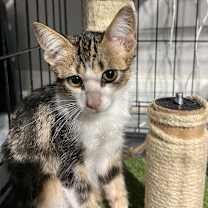 Thumbnail photo of Yota #2