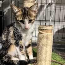 Thumbnail photo of Yota #3