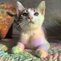 Thumbnail photo of Phernia #3