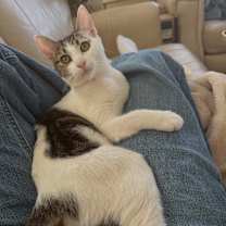 Thumbnail photo of Phernia #4