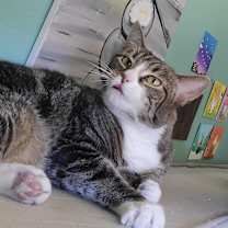 Thumbnail photo of Cassidy #1