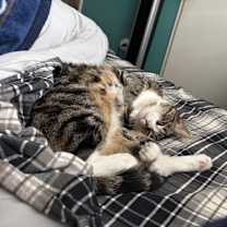 Thumbnail photo of Cassidy #4