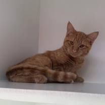 Thumbnail photo of Charlie #1