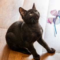 Thumbnail photo of Saja #2