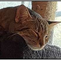 Thumbnail photo of Button #2