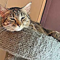 Thumbnail photo of Button #3