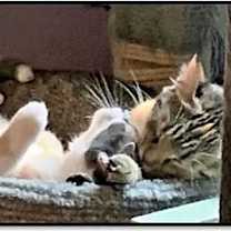 Thumbnail photo of Button #4