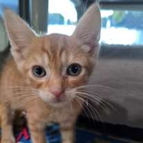 Thumbnail photo of Oren #4