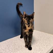 Thumbnail photo of Amewlia Earhart #3